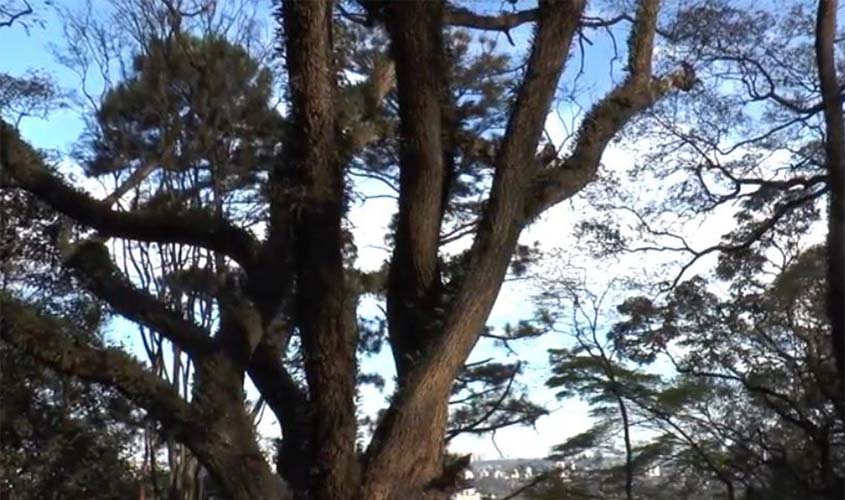 Árvore comum em São Paulo é usada para medir poluição na cidade
