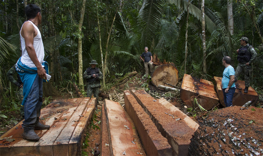 Mais de 17 metros cúbicos de madeira ilegal são aprendidos na Terra Indígena Uru-eu-wau-wau