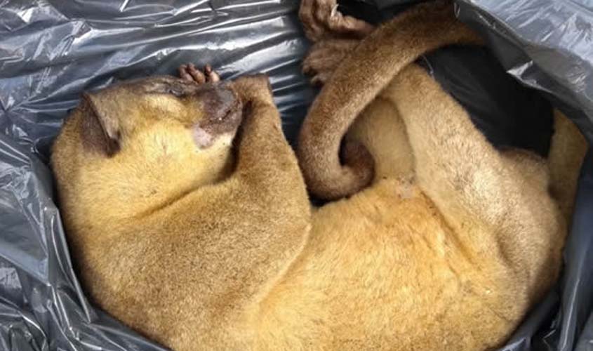 Jupará: animal silvestre é encontrado morto no Bosque Municipal de Ouro Preto do Oeste