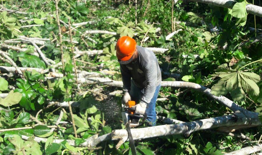 Prefeitura elimina árvores que representam riscos à população